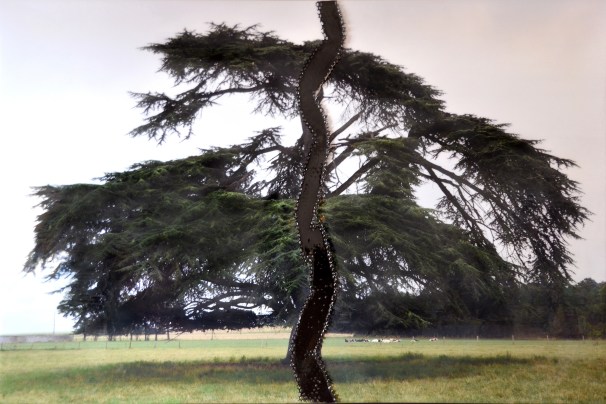 Miryan KLEIN, Série Métamorphose, Le Cèdre du Liban, 2015, photo sur toile, résine, 1m50 x 1m50